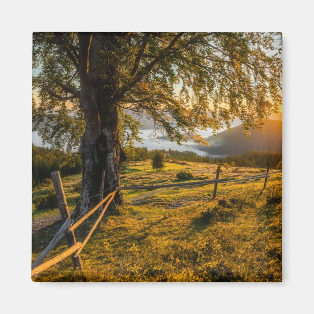 Imán Amanecer oxidado en un bosque (Frente)