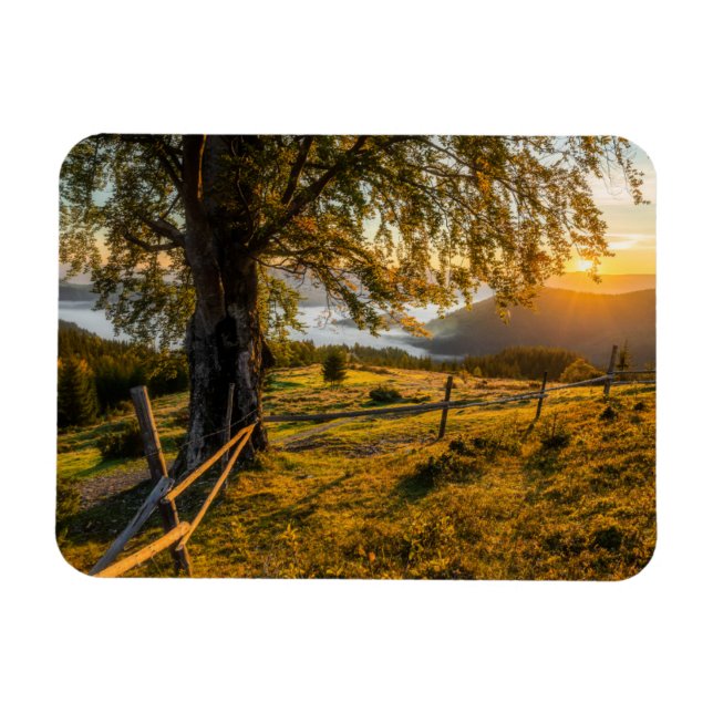 Imán Amanecer oxidado en un bosque (Horizontal)