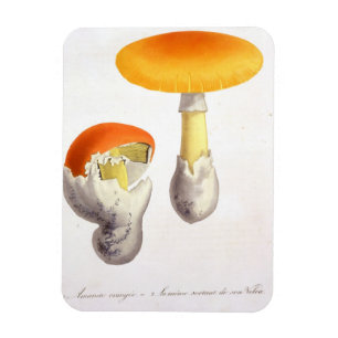 Imán Amanita Caesaria de "Phytographie Medicale" por J