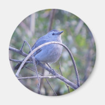 Amantes de los pájaros Gray Catbird Safety Harbour