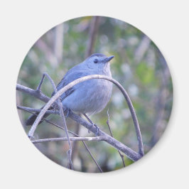 Imán Amantes de los pájaros Gray Catbird Safety Harbour