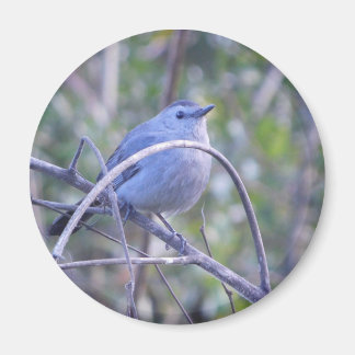 Imán Amantes de los pájaros Gray Catbird Safety Harbour