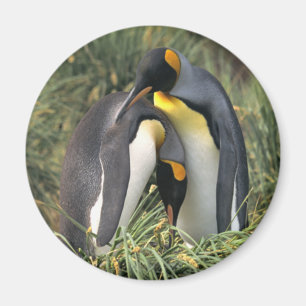 Imán Amantes de los pingüinos de rey