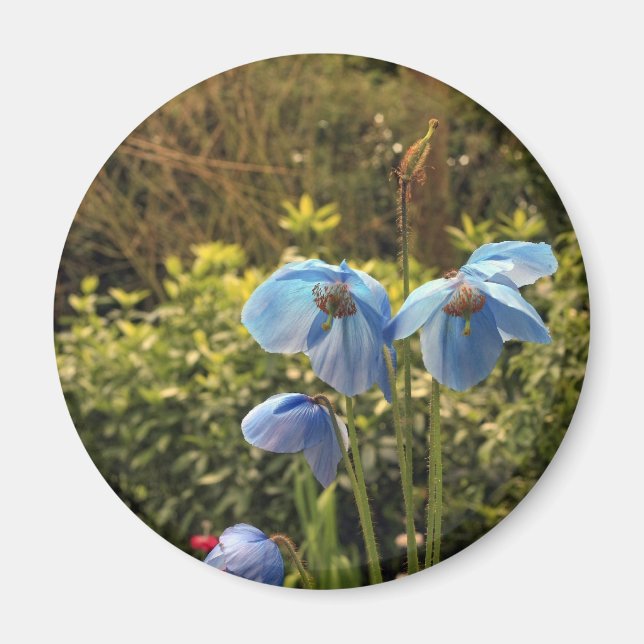 Imán amapola azul himalaya (Frente)