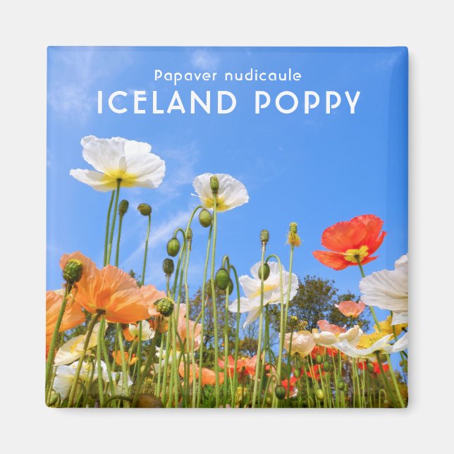 Imán Amapola de Islandia (Frente)