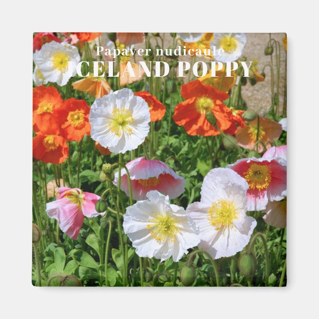 Imán Amapola de Islandia (Frente)