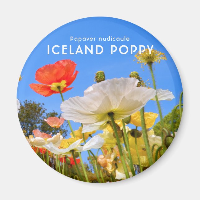 Imán Amapola de Islandia (Frente)