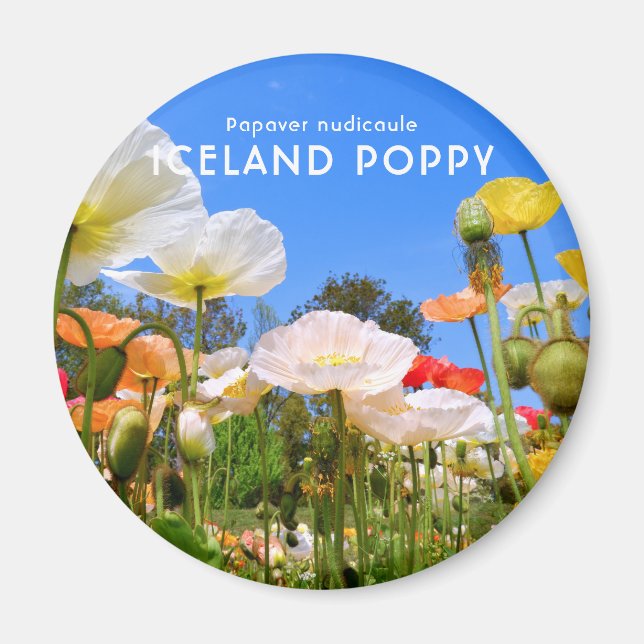 Imán Amapola de Islandia (Frente)
