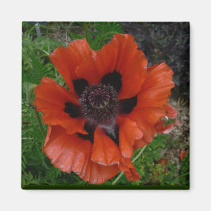 Imán amapola oriental