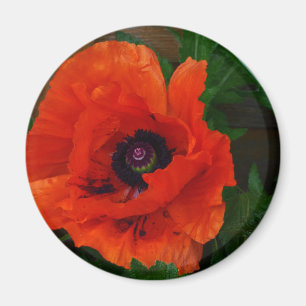 Imán Amapola oriental roja