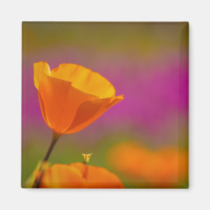 Imán amapola y rosa