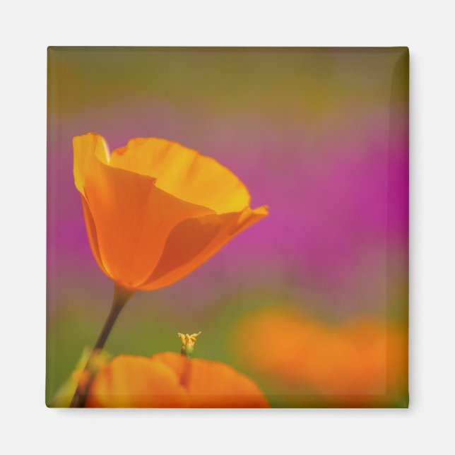 Imán amapola y rosa (Frente)