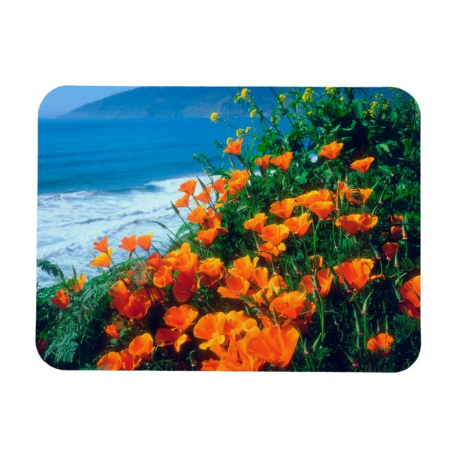 Imán Amapolas a lo largo de la Costa Pacífica cerca de  (Horizontal)