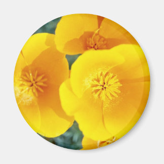 Imán amapolas amarillas de California en flores de plen