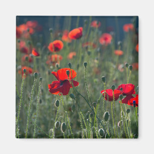 Imán Amapolas Bonitas en Foto de Prado Salvaje