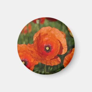 Imán Amapolas comunes
