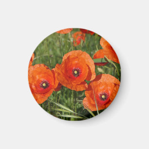 Imán Amapolas comunes