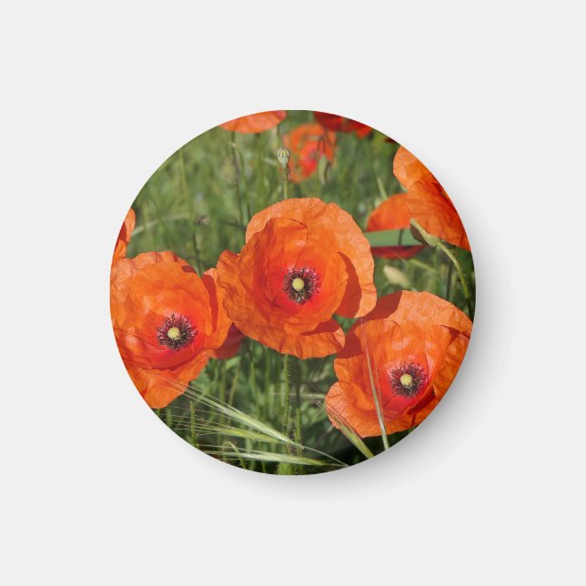 Imán Amapolas comunes (Frente)