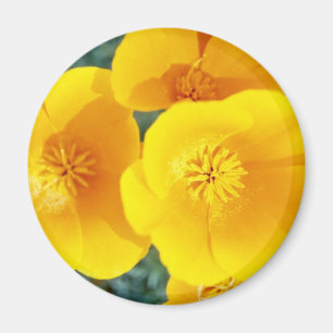 Imán amapolas de California amarillas en flores de la