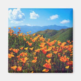Imán Amapolas de California cubriendo una ladera