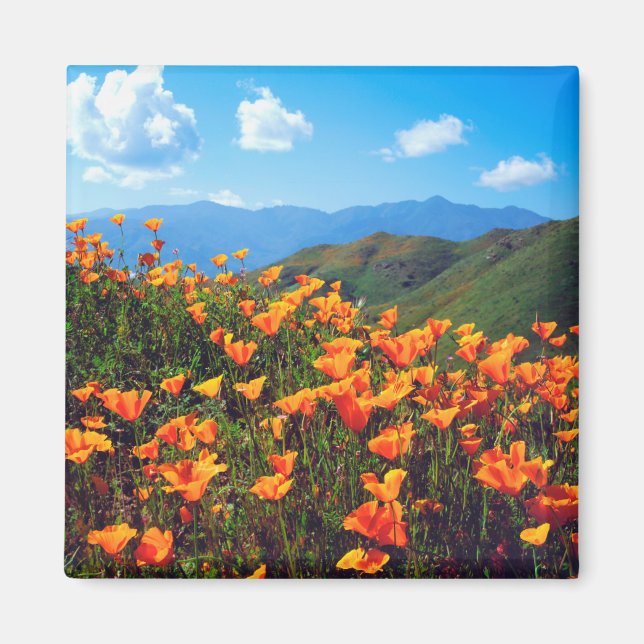 Imán Amapolas de California cubriendo una ladera (Frente)