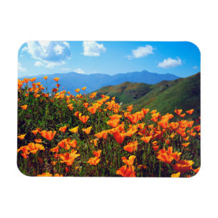 Imán Amapolas de California cubriendo una ladera