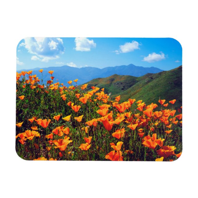Imán Amapolas de California cubriendo una ladera (Horizontal)