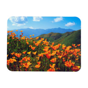 Imán Amapolas de California cubriendo una ladera