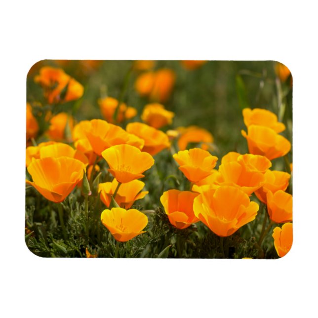 Imán Amapolas de California, Parque Estatal Montana de  (Horizontal)