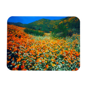 Imán Amapolas de California y flores silvestres de palo