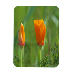Imán Amapolas doradas de California en un campo verde