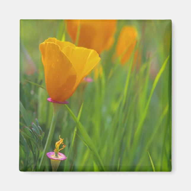Imán amapolas doradas de California en un campo verde (Frente)
