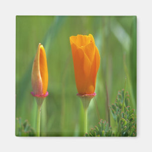 Imán Amapolas doradas de California en un campo verde