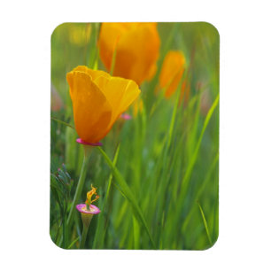 Imán amapolas doradas de California en un campo verde