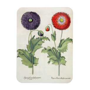 Imán Amapolas: incarnato del multiplici del flore