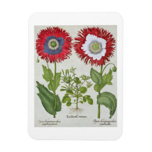 Imán Amapolas ornamentales, del 'Hortus el Eystettensis