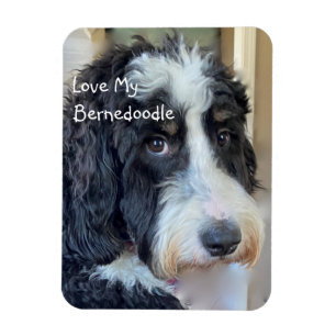 Imán Amar a mi Bernedoodle