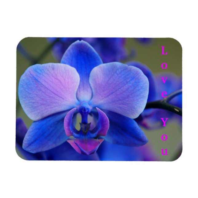 Imán Amar a ti azul y blanda forma de orquídea rosa (Horizontal)
