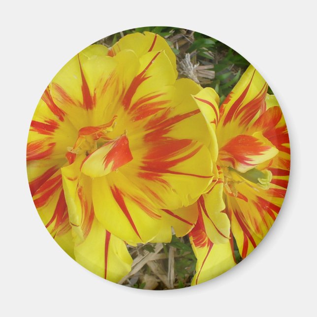 Imán Amarillo con flor de rayas rojas (Frente)