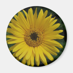 Imán amarillo de la margarita