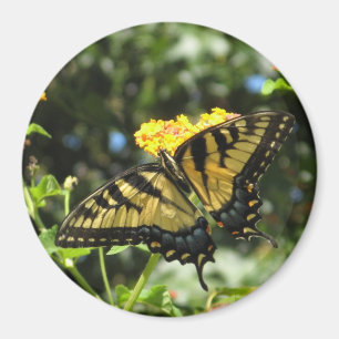 Imán amarillo de la mariposa del AA Swallowtail
