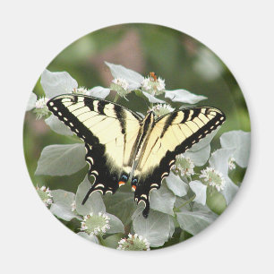 Imán amarillo de la mariposa del swallowtail