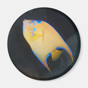 Imán amarillo de los pescados