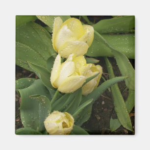 Imán amarillo de los tulipanes