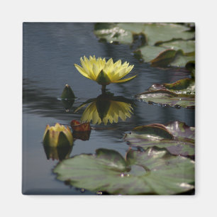 Imán amarillo de Lotus Waterlilies