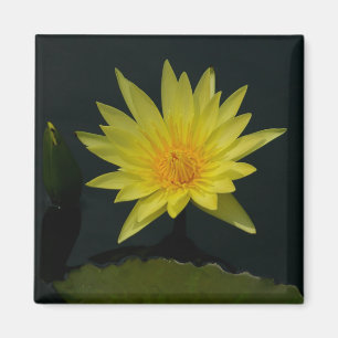 Imán amarillo de Lotus Waterlilies