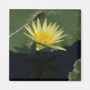 Imán amarillo de Lotus Waterlily