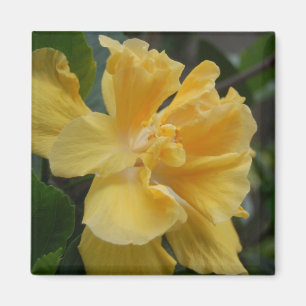 Imán amarillo del hibisco