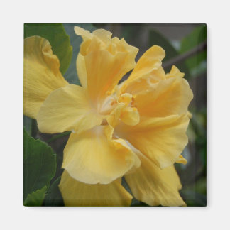 Imán amarillo hibiscus