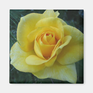 Imán amarillo Rose2